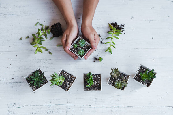 Succulent hand planting In white pots White background in the room
