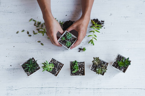 Succulent hand planting In white pots White background in the room