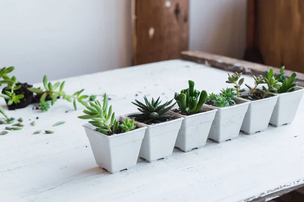 Suculentas Plantaciones Mano Macetas Blancas Fondo Blanco Habitación — Foto de Stock