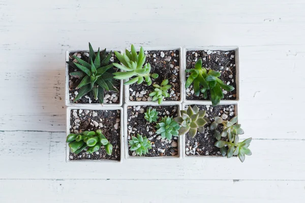 Succulent Hand Planting White Pots White Background Room — Stock Photo, Image