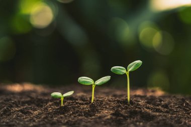 Büyüme ağaçları kavramı doğa gün ışığına ve arka plan güzel yeşil