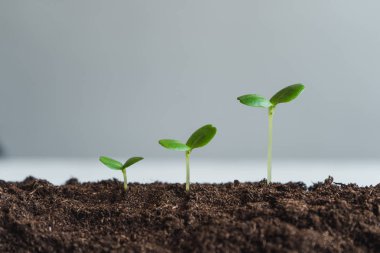 Büyüme ağaçları kavramı doğa gün ışığına ve arka plan güzel yeşil