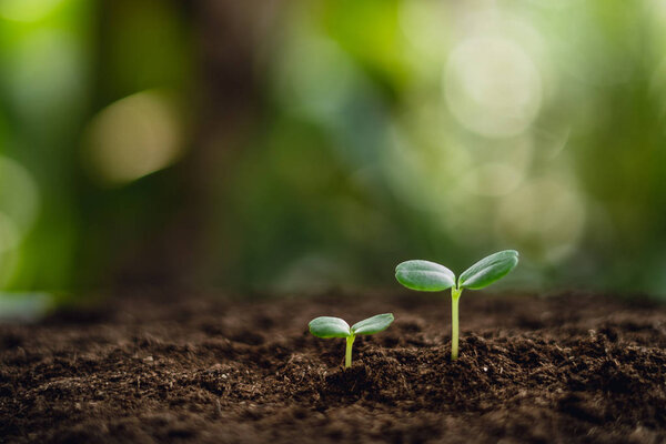 Growth Trees concept in the nature morning light and background Beautiful green