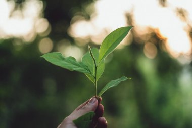 Çay yaprakları doğasında çay yaprakları derin yeşil 