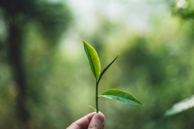 Çay yaprakları doğasında çay yaprakları derin yeşil 