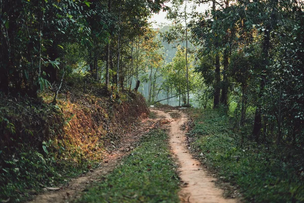 Dirt road Forest entrance In the countryside Asia