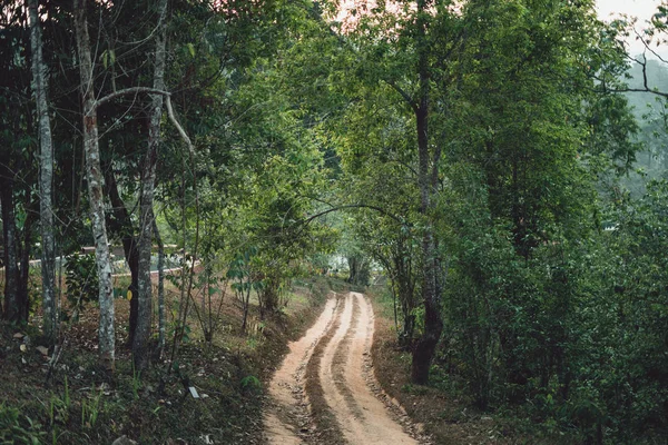 Dirt road Forest entrance In the countryside Asia