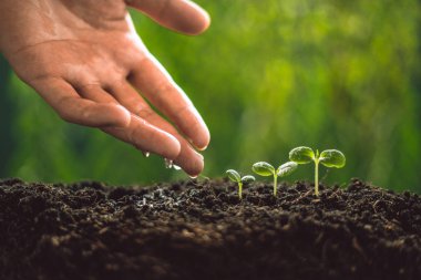 Büyüme ağaçları kavramı fidan doğa arka plan güzel yeşil