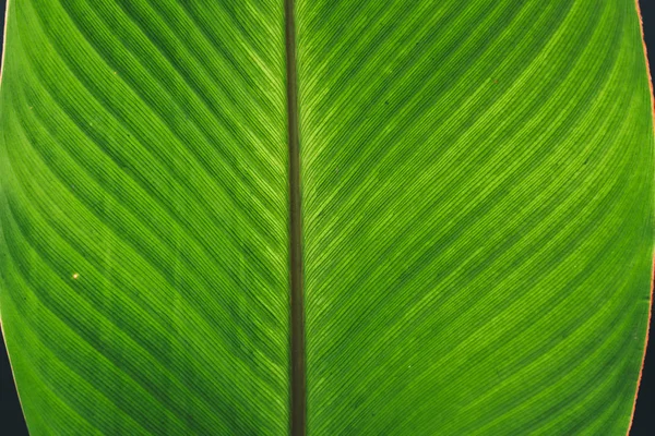 Listy Zelené Tmavé Listy Detail Přírodním Lese — Stock fotografie