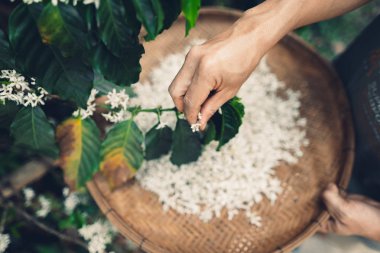 Çay çiçek yapmak için çiçek çiçekler kahve çiçeği toplamak