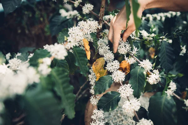 Blomma Kaffe Blossom Samla Blommor För Att Göra Blommor — Stockfoto