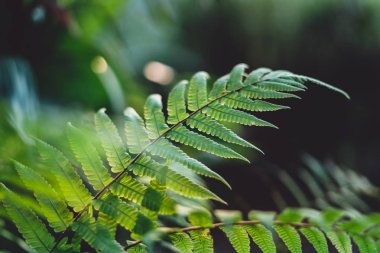 Büyüme ağaçları kavramı fidan doğa arka plan güzel yeşil