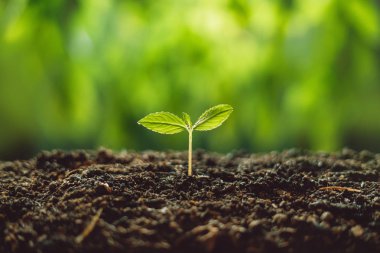 Büyüme ağaçları kavramı fidan doğa arka plan güzel yeşil