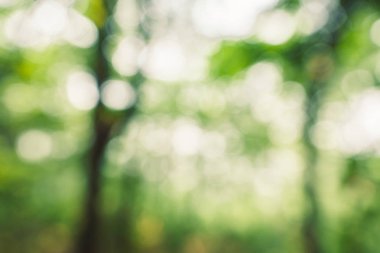 Ormanda yeşil bokeh arka plan 