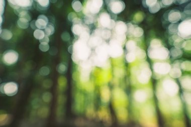 Ormanda yeşil bokeh arka plan 