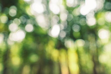 Ormanda yeşil bokeh arka plan 