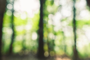 Ormanda yeşil bokeh arka plan 