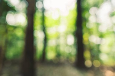 Ormanda yeşil bokeh arka plan 