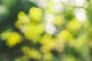 Ormanda yeşil bokeh arka plan 