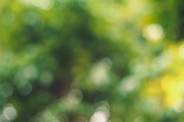 Soyut yeşil bokeh arka plan ağaç