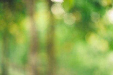 Soyut yeşil bokeh arka plan ağaç