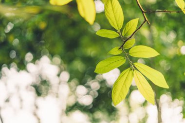 Soyut yeşil bokeh arka plan ağaç