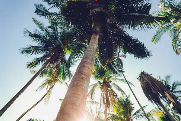 Kokospalmer Och Ljus Himmel — Stockfoto