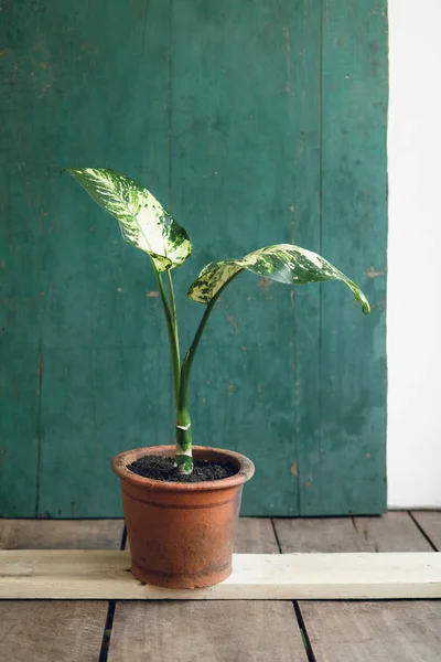 Árvore Quarto Planta Interior — Fotografia de Stock