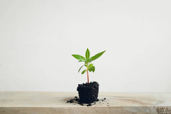 Árboles Plantación Árboles Fondo Blanco — Foto de Stock