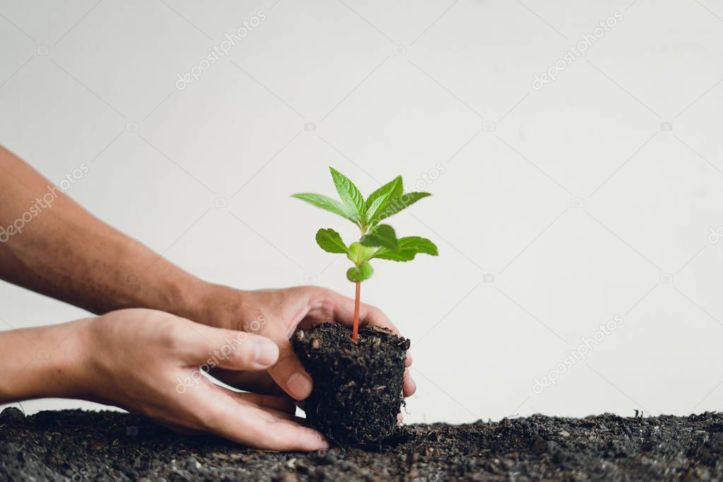 Trees and tree planting White background