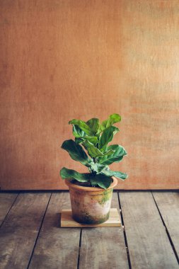 Ficus lyrata tencerede,Evde Ağaç Ficus lyrata