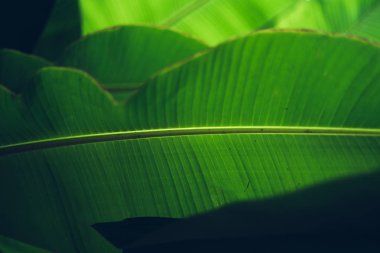 Muz yaprağı Desen ve arka plan koyu yeşil