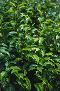 Doğada yeşil çay yaprağı ve ağaç 