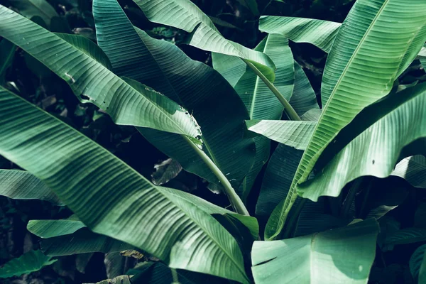 Темно Зелене Листя Текстура Природа — стокове фото