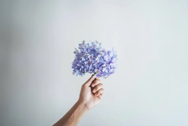 Holding flowers blue Hydrangea flower In the room