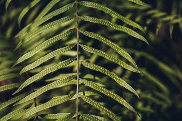 葉の詳細 ダークリーフリーフ パターン 自然の中で — ストック写真
