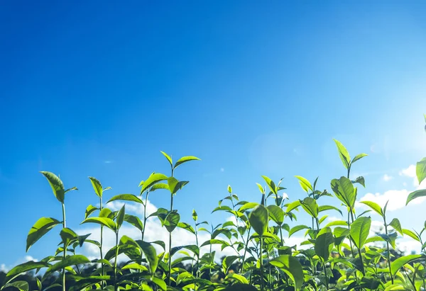 Green tea, tea tree, tea leaves, Assam tea, fresh green and bright sky