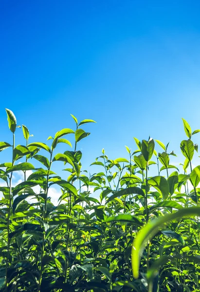 Green tea, tea tree, tea leaves, Assam tea, fresh green and bright sky