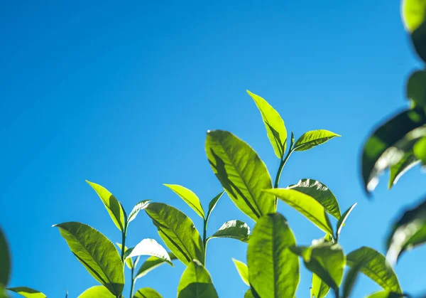 Green tea, tea tree, tea leaves, Assam tea, fresh green and bright sky