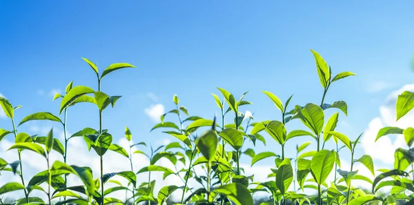 Green tea, tea tree, tea leaves, Assam tea, fresh green and bright sky