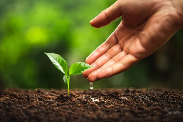 Jonge Plant Koffie Boom Regenseizoen — Stockfoto