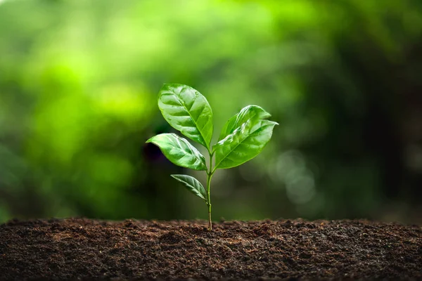 Młode Rośliny Kawa Drzewo Pora Deszczowa — Zdjęcie stockowe