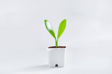 Ağaçlar ve büyüme Beyaz bir tencerede