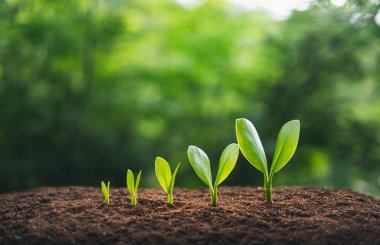 Ağaç büyümesi doğal arka planda