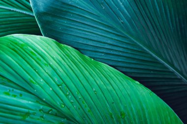 Koyu Yapraklar arkaplan Mavi Yaprak yüzeyi