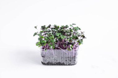 bambu orman Bambu yaprakları ve yağmurlu sezon Bokeh bambu arka plan su damlaları