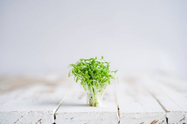 bambu orman Bambu yaprakları ve yağmurlu sezon Bokeh bambu arka plan su damlaları