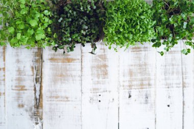 bambu orman Bambu yaprakları ve yağmurlu sezon Bokeh bambu arka plan su damlaları