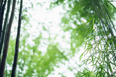 bambu orman Bambu yaprakları ve yağmurlu sezon Bokeh bambu arka plan su damlaları