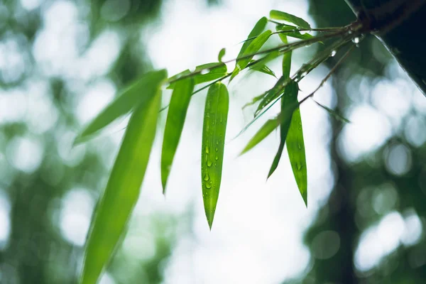 bamboo forest Bamboo leaves and water drops in the rainy season Bokeh bamboo background